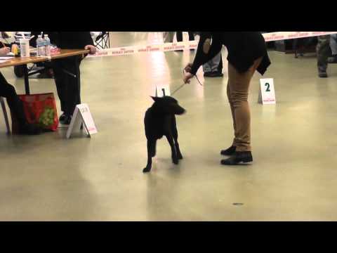 Enjie Kelpiebrink Paris Dog show 2013