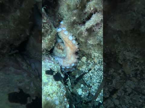 Il polpo femmina #lovefish #polpo #immersione