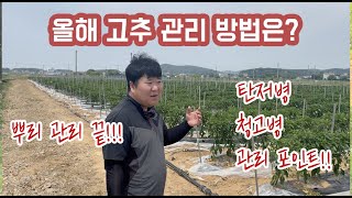 2024년 고추재배 뿌리 관리는 끝 이제 탄저병 청고병과의 …