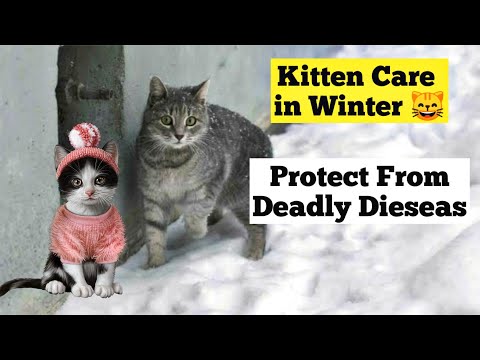 Cat & Kitten Care In Winter | How to Protect Cat from Cold Weather | Keep Kitten Warm in Winter