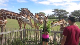 preview picture of video 'Giraffe Feeding at Calauit Wildlife Safari Park'