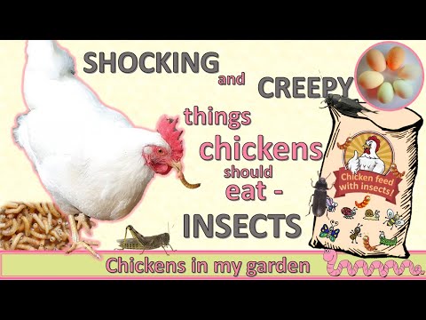 , title : 'The best protein for chickens - INSECTS'