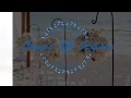 The Mashava Wedding
