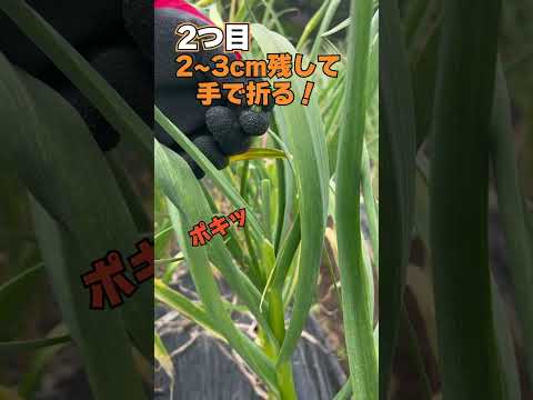 もうニンニクは買わないでください！ペットボトルでニンニクを栽培する方法は次のとおりです。 2 つのチュートリアル + ビデオ  庭園