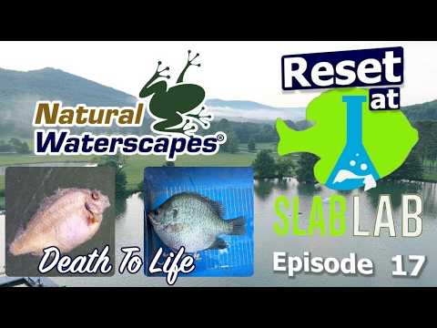 From Fish Kill to Trophy Bluegill | Slab Lab One Year Later (Episode 17)