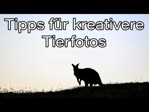 Animal photography - 3 tips for beginners and advanced photographers