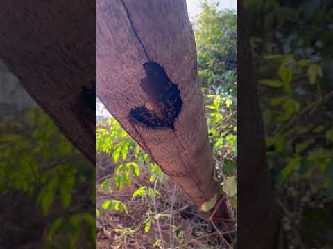 Vídeo Apicultura Borges