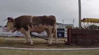 preview picture of video 'Yarmouth Exhibition - Ox Haul'