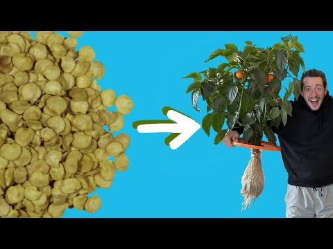Video: Hydroponic Peppers from Seed to Harvest with the Kratky Method