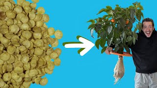 Thumbnail for video: Hydroponic Peppers from Seed to Harvest with the Kratky Method