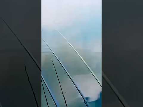 Um bagre para o ensopado#shorts #fishing