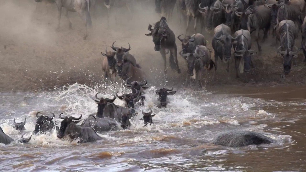 The Great Migration - Northern Serengeti, Asilia Africa