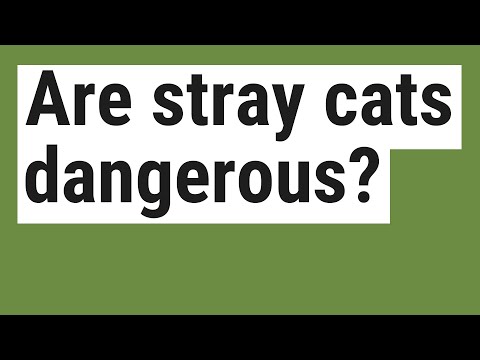 Are stray cats dangerous?
