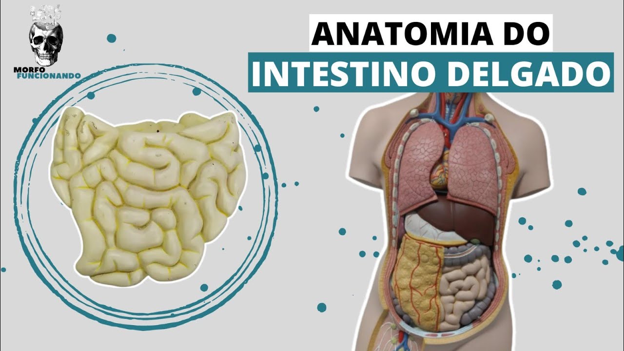 ANATOMIA DO INTESTINO DELGADO (TUBO DIGESTÓRIO OU TRATO GASTROINTESTINAL - TGI) #6