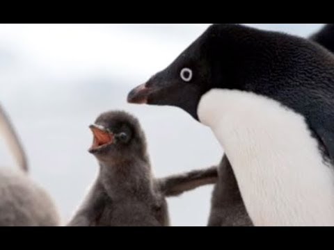 Watch “Why Are The Penguins Dying | Special S0 News Report