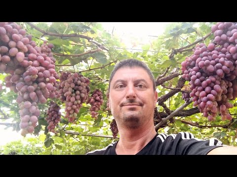 , title : 'How to grow grape seed plants at home. (video)+ [SUB]'