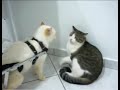 This Disabled Cat Wasn T Ready For Them Skibbity Paps LOL
