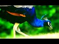 Yeh Dil Yeh Pagal Dil Mera Status WhatsApp Status ️ New Status