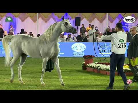 N 275 MEGBEL ATHBAH   King Abdulaziz Arabian Horse Center Show 2021   Stallions 7 9 Years Old Class