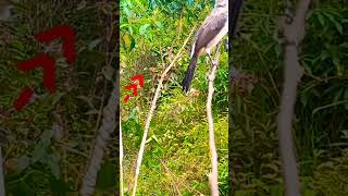 Download lagu Burung Kutilang Liar Pintar Pulut Perekat ||Mikat Burung Kutilang mp3 Download lagu Burung Kutilang Liar Pintar Pulut Perekat ||Mikat Burung Kutilang mp3