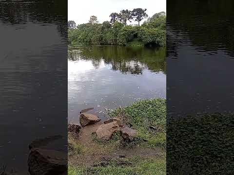 porto Amazonas morada dos dourados