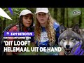 OP DE VLUCHT VOOR WOLVEN ?? | Zapp Detective | #6 Survivalkamp Summer Vibes | NPO Zapp