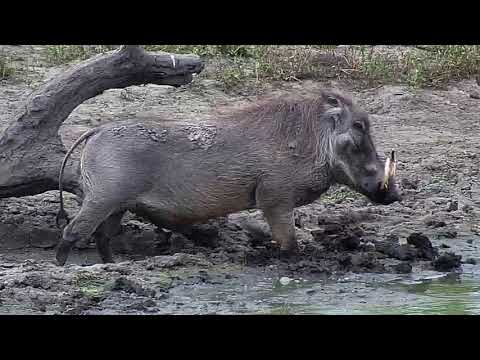 Djuma: Warthog - 11:00 - 04/22/19