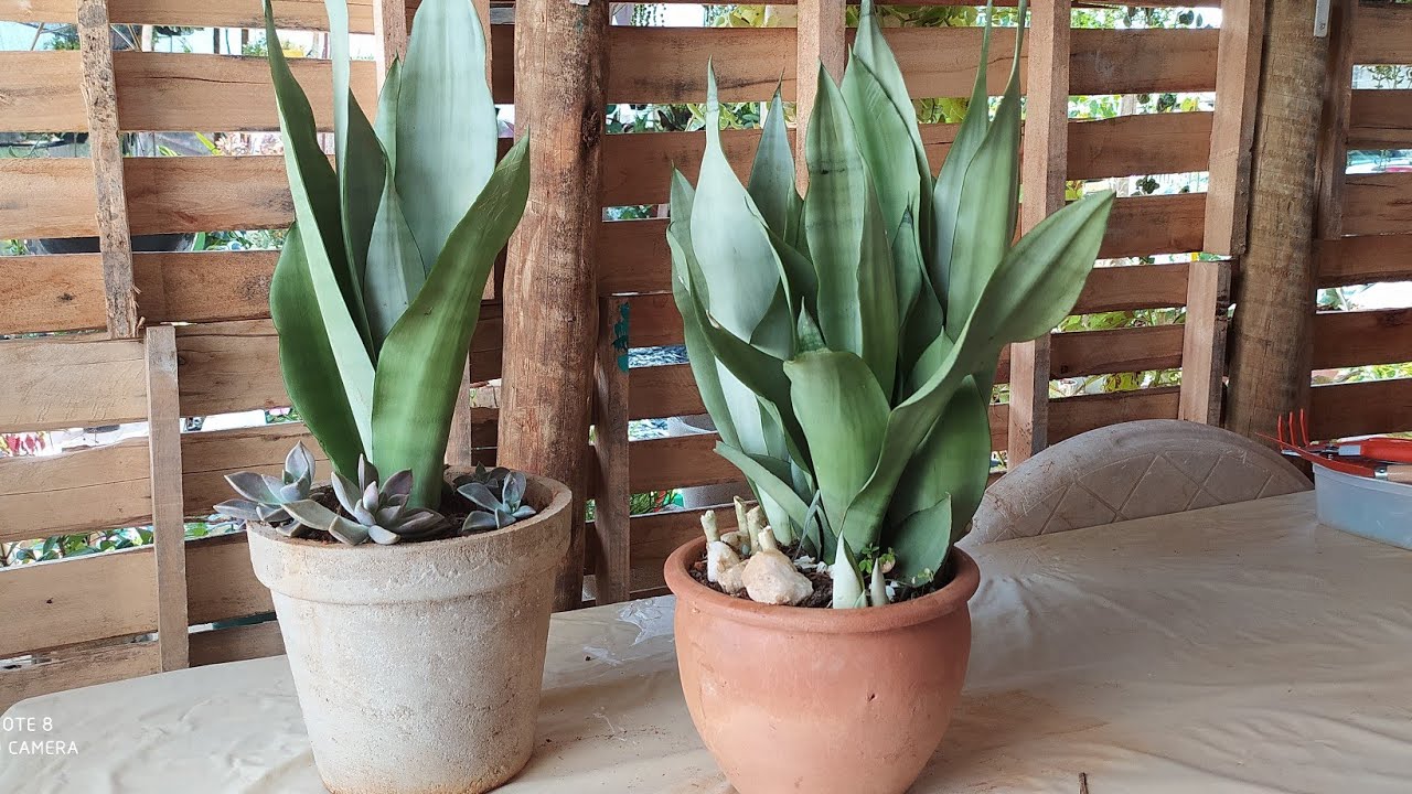 replante de sansevieria Trifaciata monshine (espada de sao jorge prata)