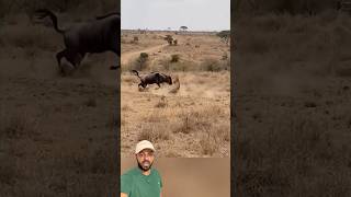 Leopardo foi no Gnu errado😱