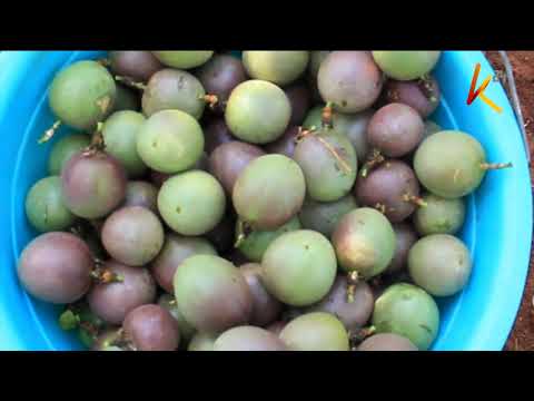 From maize to passion fruits