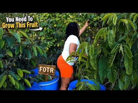 You Need To Grow Passion Fruit/The Most Prolific Fruit Ever! You Don't Even Need To Buy The Seeds