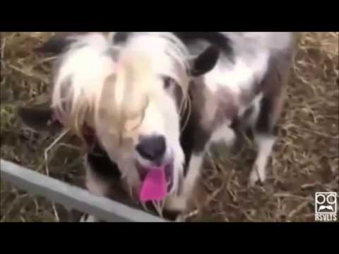 Goats Yelling Like Humans NEW compilation