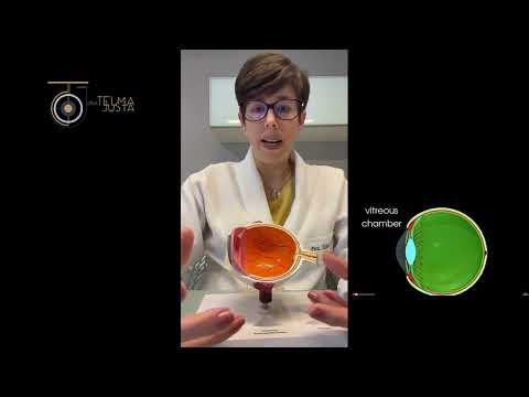 Anatomia do olho humano