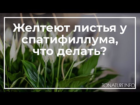 Желтеют листья у спатифиллума, что делать? | toNature.Info