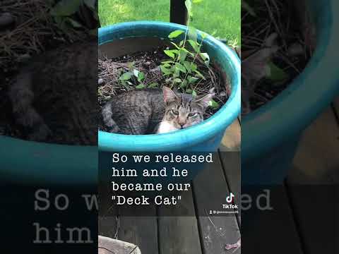 How Decky the feral cat became our pet