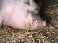 Pigs Face Close Up And Pig Sleeping At Animal Acres