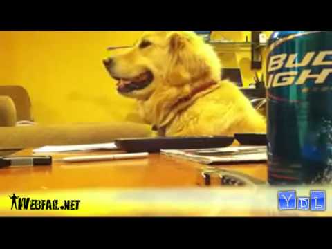 Vídeo De Idiotas 12 - ParTOBA 12 Original