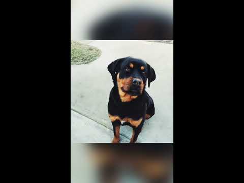 Upoznajte mog psa Azru🐕🐶