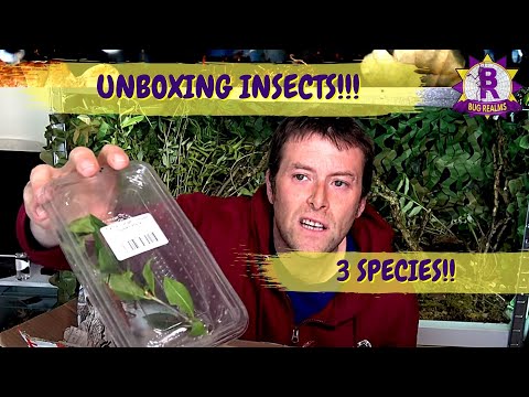 STICK INSECT UNBOXING! 3x Phasmid species!