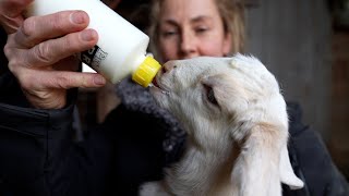 From Farm to You: Dairy