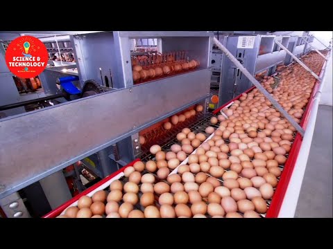 , title : 'Incredible Largest and High-Tech Egg Factory in China and Thailand-Modern Technology Food Processing'