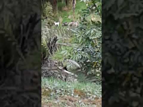 Savage 17hmr. sniper vs bully goat