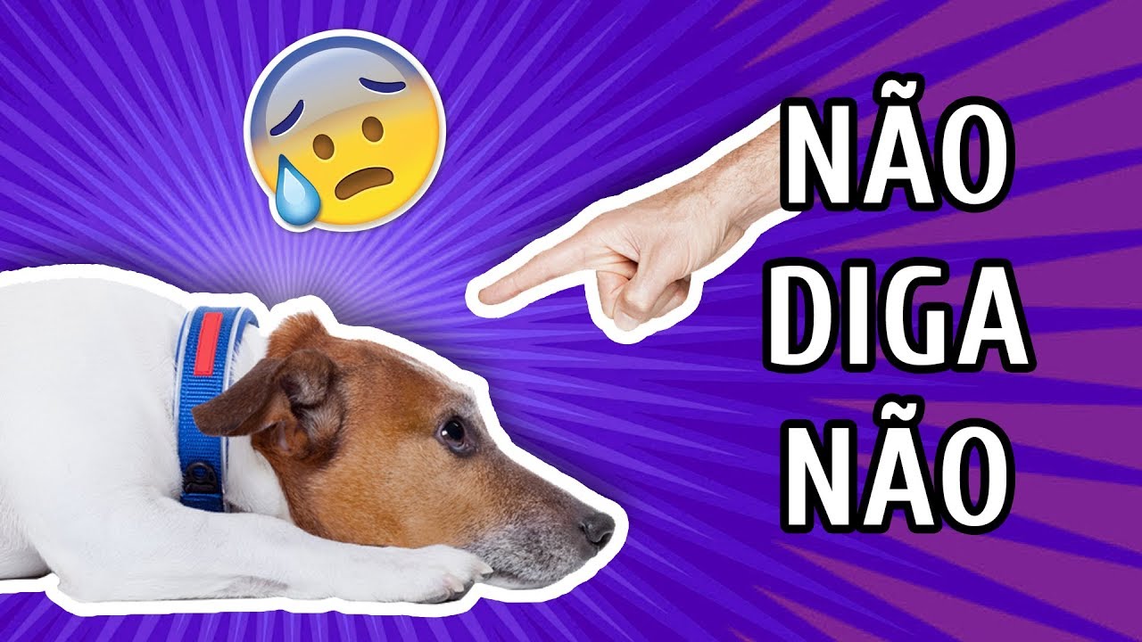 PARE DE BRIGAR COM SEU CACHORRO HOJE com Bruno Leite