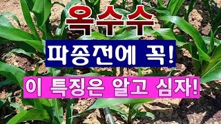 [텃밭농부. 1,011]  옥수수 파종 전에 이러한 특징을 알고 심어야 다수확한다.