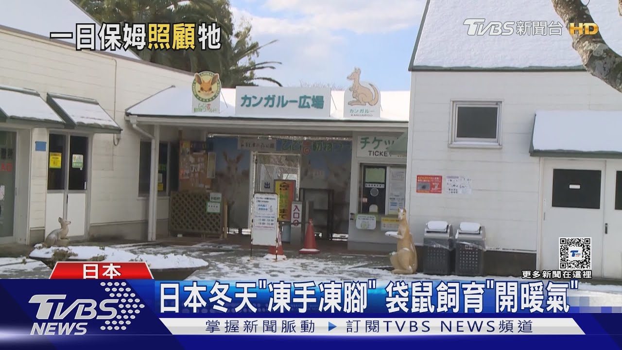 六棒挑戰「袋鼠飼養員」 直呼:可愛鼠!直擊北九州門司港港口美景