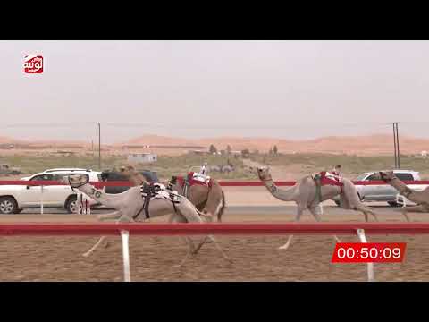  ش 7 (شواهين) لـ حربي محمد بن حربي 2:11 , شارة الصندوق 2026/04/11 فطامين الساد