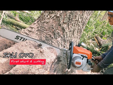 Legendary Chainsaw !! STIHL 070 Vs Huge Trembesi tree.