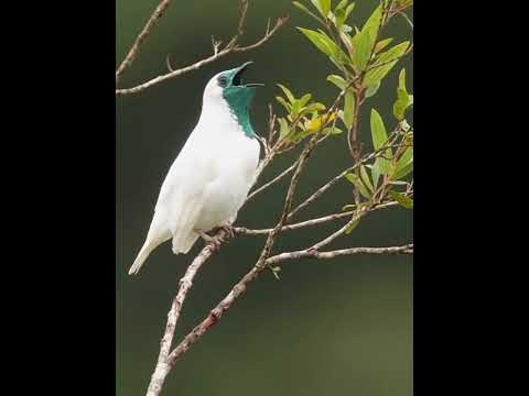 Subhan Allah beautiful 🐦