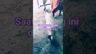 Download lagu Jadi terharu sedih,sehat sehat terus ya puss#cat 🥲 mp3