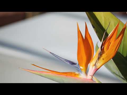 image video : Samedi au jardin : Théoule sur mer (Alpes-Maritimes)